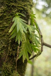 orchidée Oberonia disticha