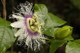 Passiflore (Passiflora edulis)