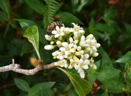 Pittosporum senacia - Bois de joli coeur - PITTOSPORACEAE - Indigène Réunion 