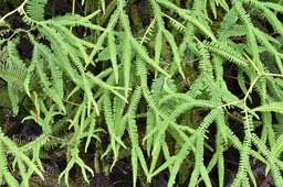 Sticherus flagellaris - Fougère mille-pattes - GLECHENIACEAE - Indigène Réunion