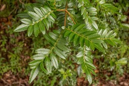 Tan rouge (Weinmannia tinctoria)