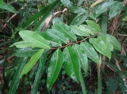 Xylopia richardii - Bois de banane - ANNONACEAE - Endémique Réunion, Maurice