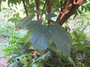 10 Feuille de Persea americana Mill- Avocatier, Avocat -  Lauraceae - Lauracées - Origine : Mexique et Amérique centrale.