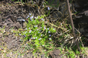 29 Lobelia serpens - Lobélie - CAMPANULAC. - Réunion, Maurice