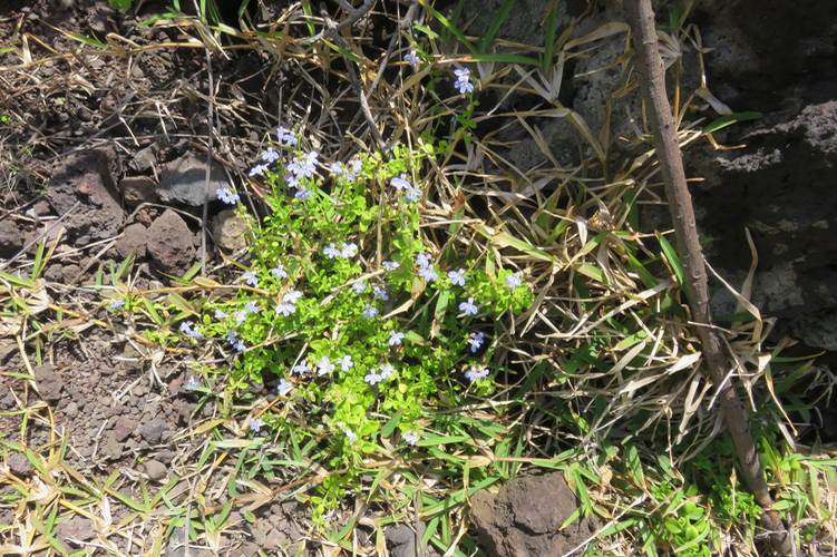 29 Lobelia serpens - Lobélie - CAMPANULAC. - Réunion, Maurice
