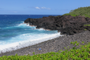 30 Scaevola taccada - Manioc bord de mer - GOODENIACEE  Indigène