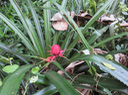 9 Ananas fleur