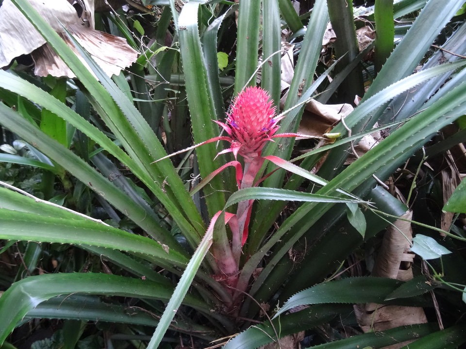 Ananas bracteatus - Ananas le Diable - BROMELIACEAE - Exotique 