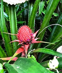 Ananas bracteatus . bromeliaceae IMG_8707