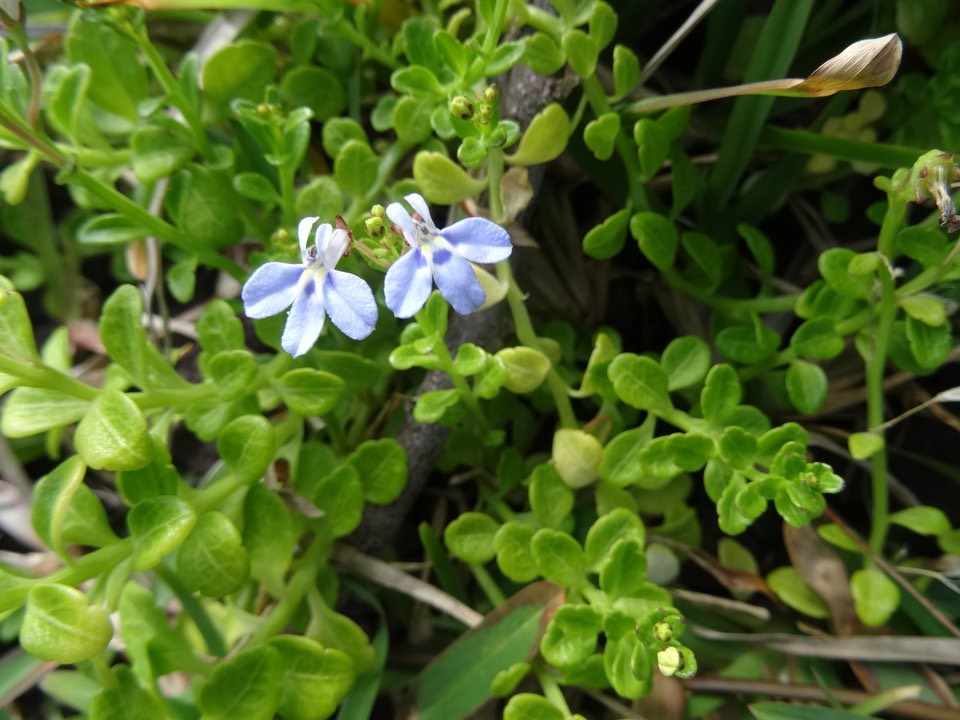 Lobelia serpens - CAMPANULACEAE - Endémique Réunion, Maurice, Madagascar
