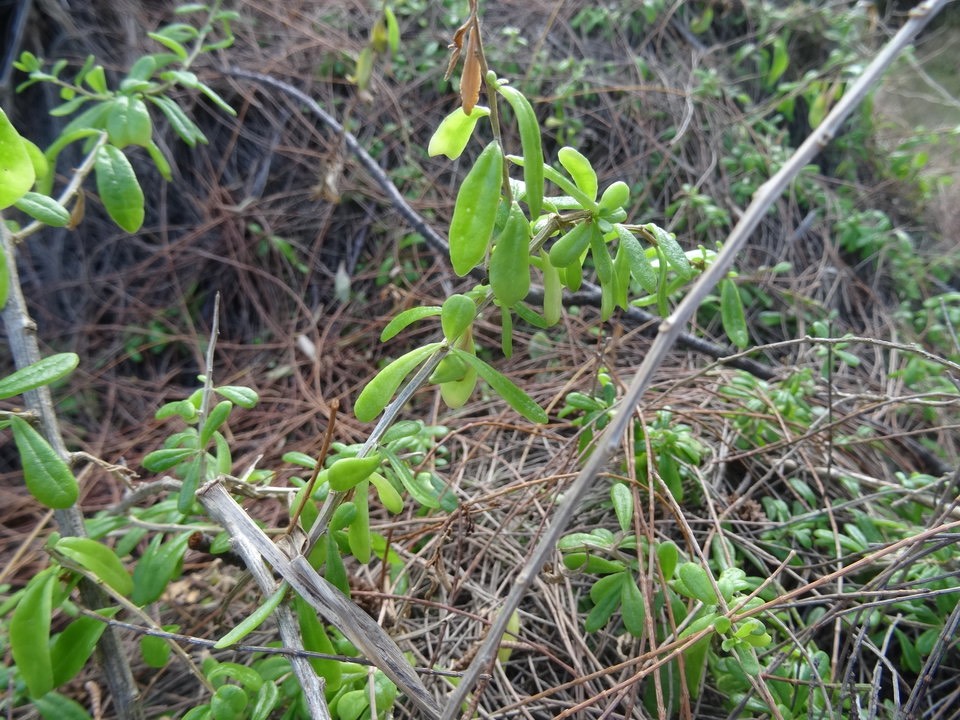 Lycium mascarenense - Souveraine de mer - SOLANACEAE - Indigène Réunion