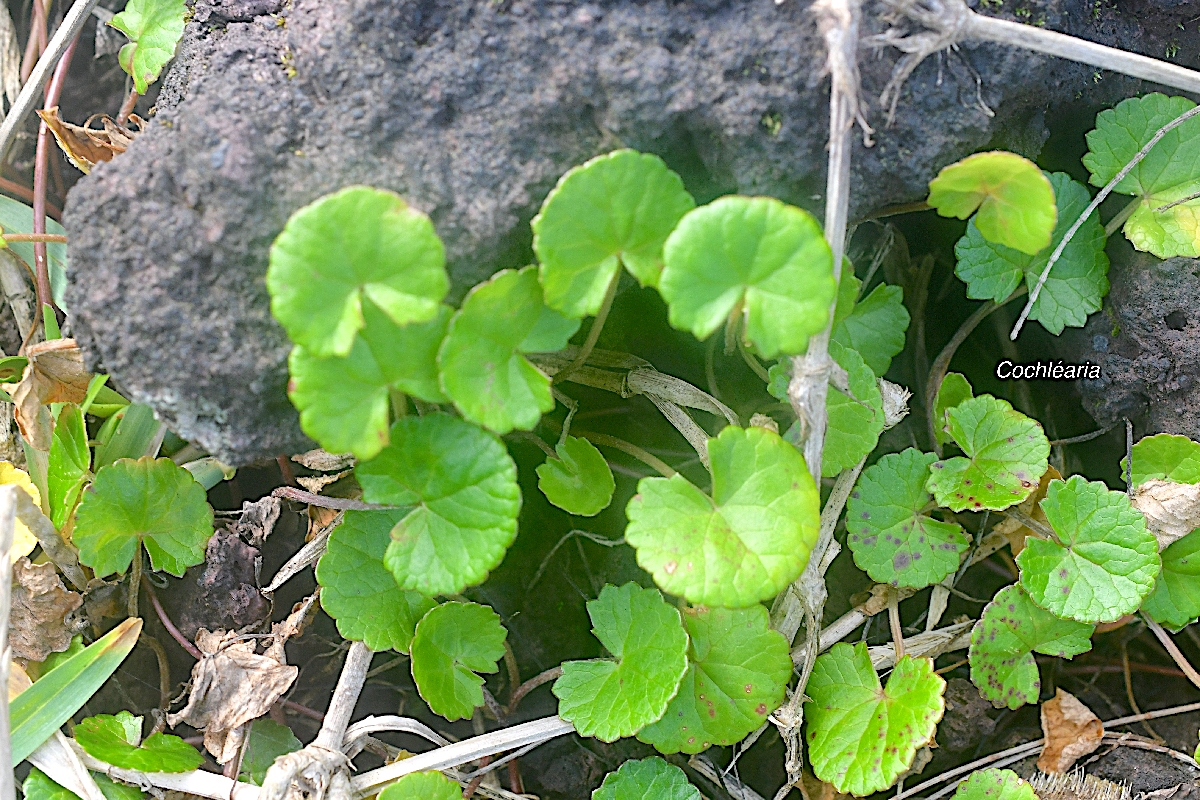 Centella asiatica Cochle?aria Apiac eae Indigène La Réunion 9863.jpeg