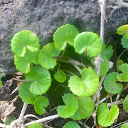 Centella asiatica Cochle?aria Apiac eae Indigène La Réunion 9863.jpeg