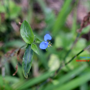 Commelina diffusa Petite herbe de l'eau Commelinaceae Adventice et envahissante 9793.jpeg