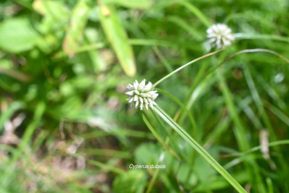 Cyperus dubius Cyperaceae Mascareignes 9808.jpeg