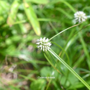 Cyperus dubius Cyperaceae Mascareignes 9808.jpeg