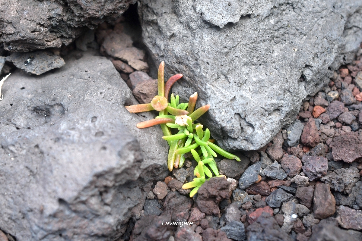 Delosperma napiforme Lavange?re Aizoa ceae Endémique La Réunion 9781.jpeg