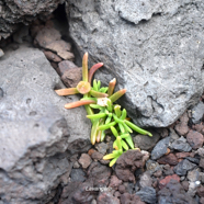 Delosperma napiforme Lavange?re Aizoa ceae Endémique La Réunion 9781.jpeg