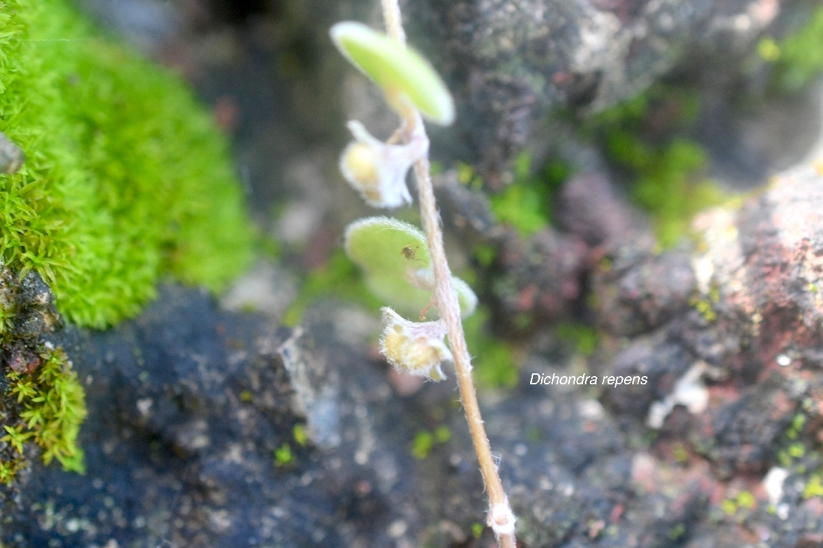 Dichondra repens Convolvulaceae N 2.jpeg