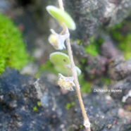 Dichondra repens Convolvulaceae N 2.jpeg