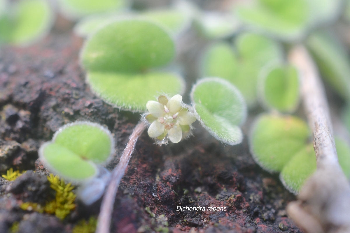 Dichondra repens Convolvulaceae N 22.24.37.jpeg
