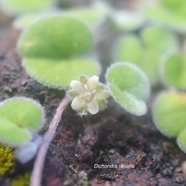Dichondra repens Convolvulaceae N 22.24.37.jpeg