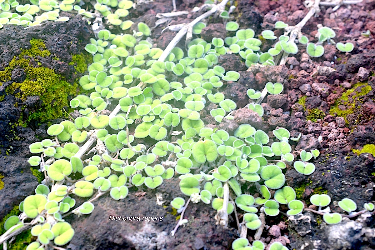 Dichondra repens Convolvulaceae N.jpeg