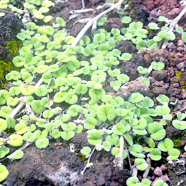 Dichondra repens Convolvulaceae N.jpeg