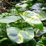 Epipremnum aureum Araceae Nlle-Guinée, Pacifique 9770.jpeg