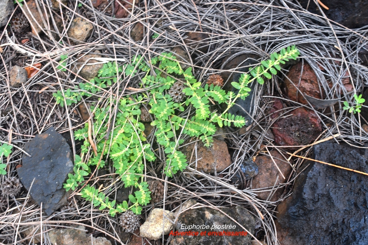 Euphobia prostrata Euphorbe prostrée Euphorbiaceae Adventice et envahissante 9759.jpeg