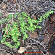 Euphobia prostrata Euphorbe prostrée Euphorbiaceae Adventice et envahissante 9759.jpeg