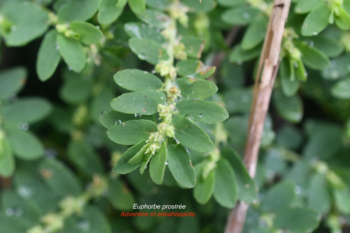 Euphorbia prostrata Euphorbe prostrée Euphorbiaceae Adventice et envahissante 9754.jpeg