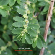 Euphorbia prostrata Euphorbe prostrée Euphorbiaceae Adventice et envahissante 9754.jpeg