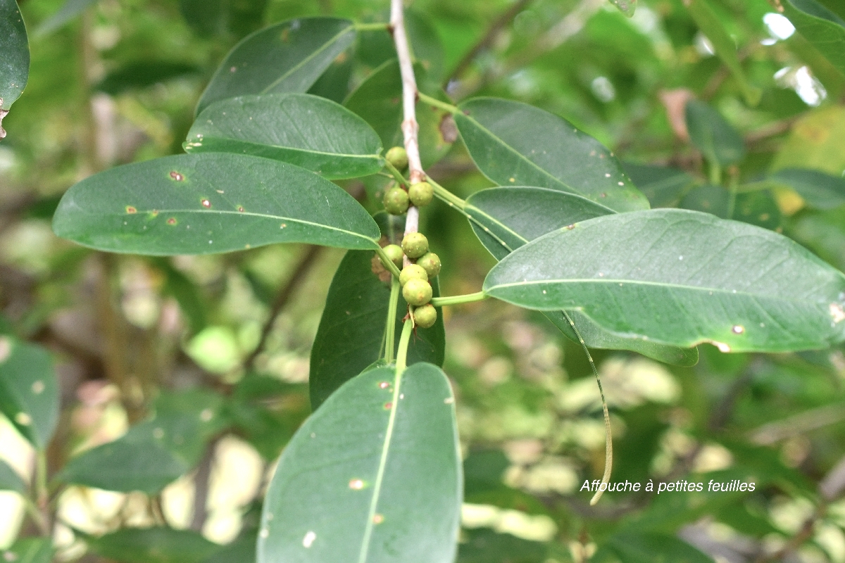 Ficus reflexa Affouche à petites feuilles Moraceae Indigène La Réunion 9817.jpeg
