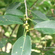 Ficus reflexa Affouche à petites feuilles Moraceae Indigène La Réunion 9817.jpeg