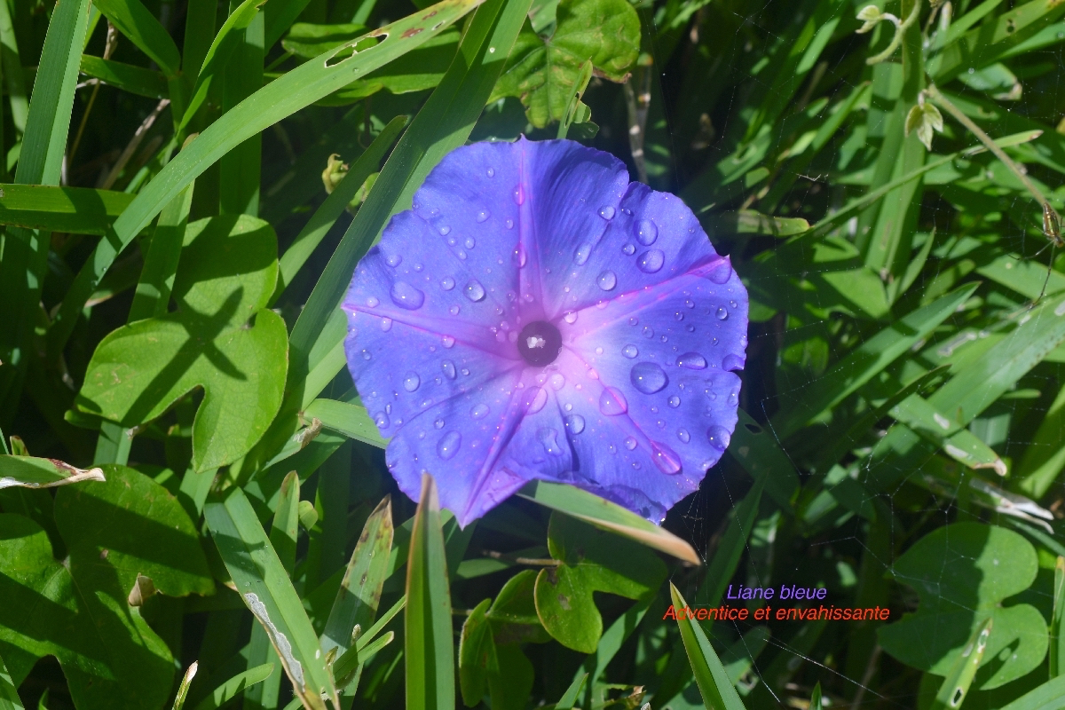 Ipomea indica Liane bleue Convolvulaceae Adventice et envahissante 9791.jpeg