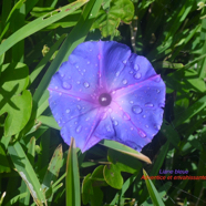 Ipomea indica Liane bleue Convolvulaceae Adventice et envahissante 9791.jpeg