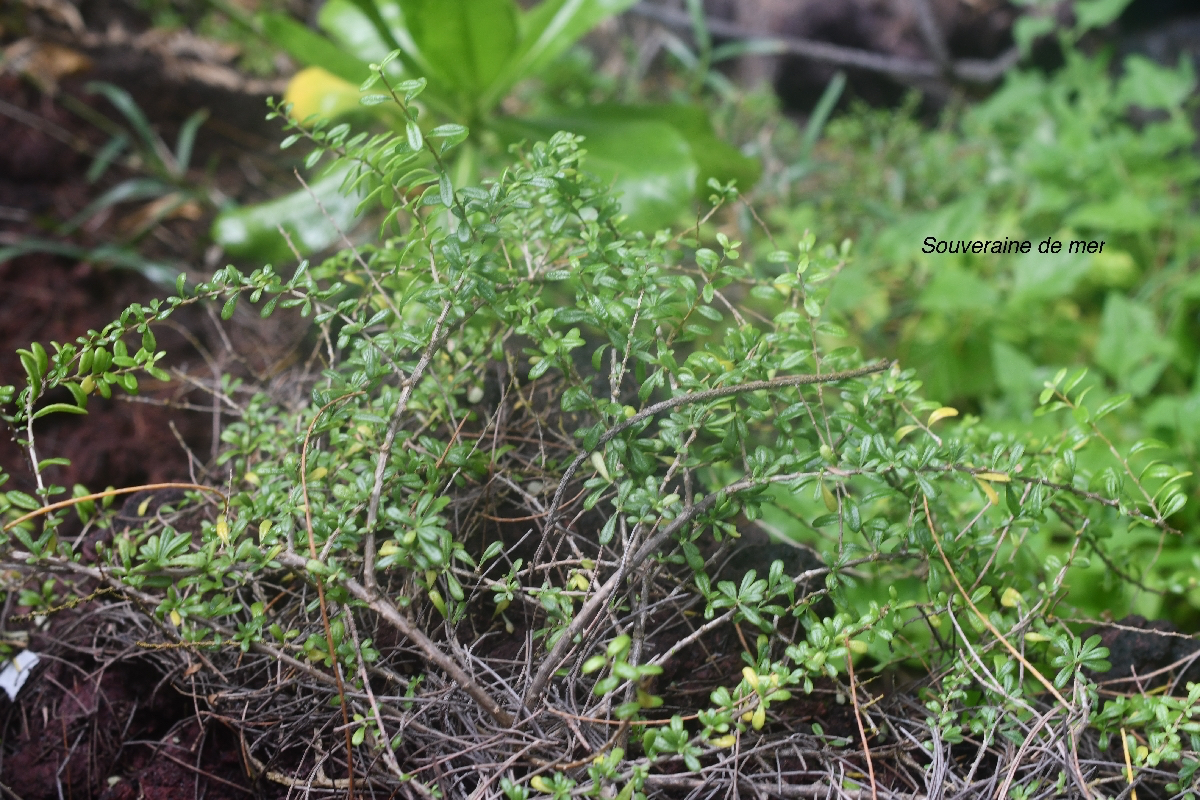 Lycium mascarenense Souveraine de mer Solanaceae Indigène La Réunion 9860.jpeg