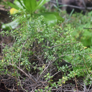 Lycium mascarenense Souveraine de mer Solanaceae Indigène La Réunion 9860.jpeg