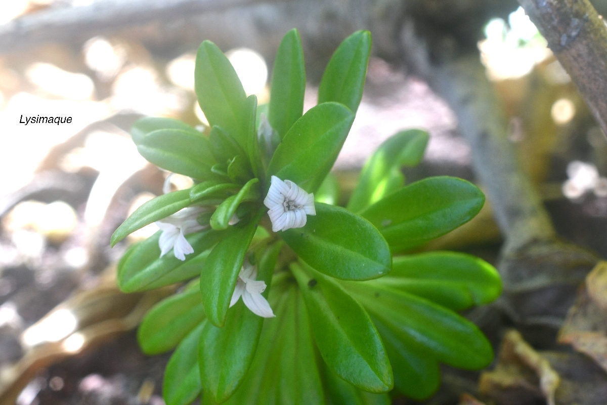Lysimachia mauritiana Lysimaque Primulaceae Indigène La Réunion 9878.jpeg