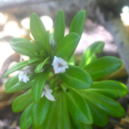 Lysimachia mauritiana Lysimaque Primulaceae Indigène La Réunion 9878.jpeg