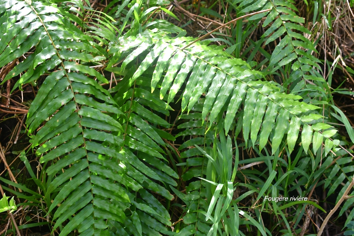 Nephrolepis biserrata Fougère rivière Dryopteridaceae Indigène La Réunion 9794.jpeg