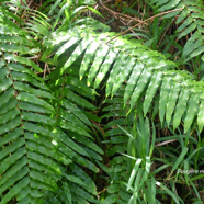 Nephrolepis biserrata Fougère rivière Dryopteridaceae Indigène La Réunion 9794.jpeg