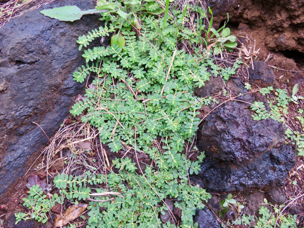 1. Euphobia prostrata Euphorbe prostrée Euphorbiaceae.jpeg