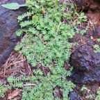 1. Euphobia prostrata Euphorbe prostrée Euphorbiaceae.jpeg