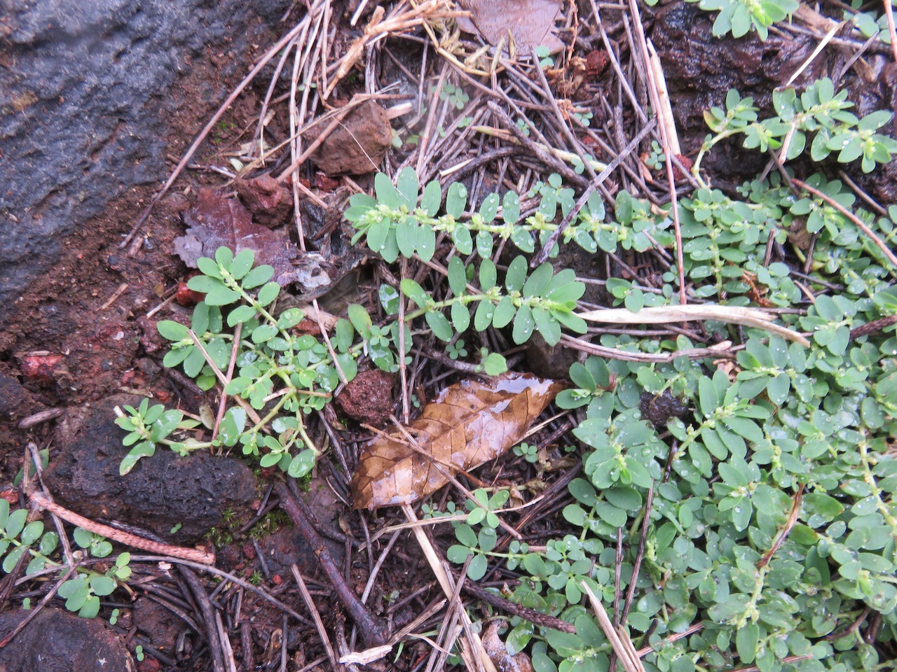 2.Euphobia prostrata Euphorbe prostrée Euphorbiaceae.jpeg