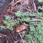 2.Euphobia prostrata Euphorbe prostrée Euphorbiaceae.jpeg