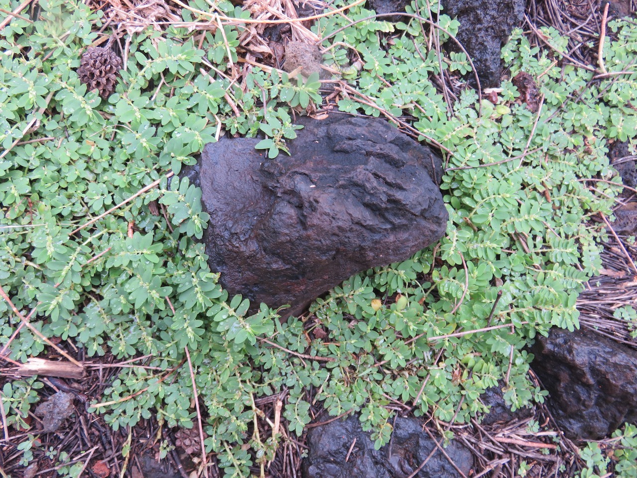 3.Euphobia prostrata Euphorbe prostrée Euphorbiaceae.jpeg