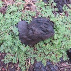3.Euphobia prostrata Euphorbe prostrée Euphorbiaceae.jpeg