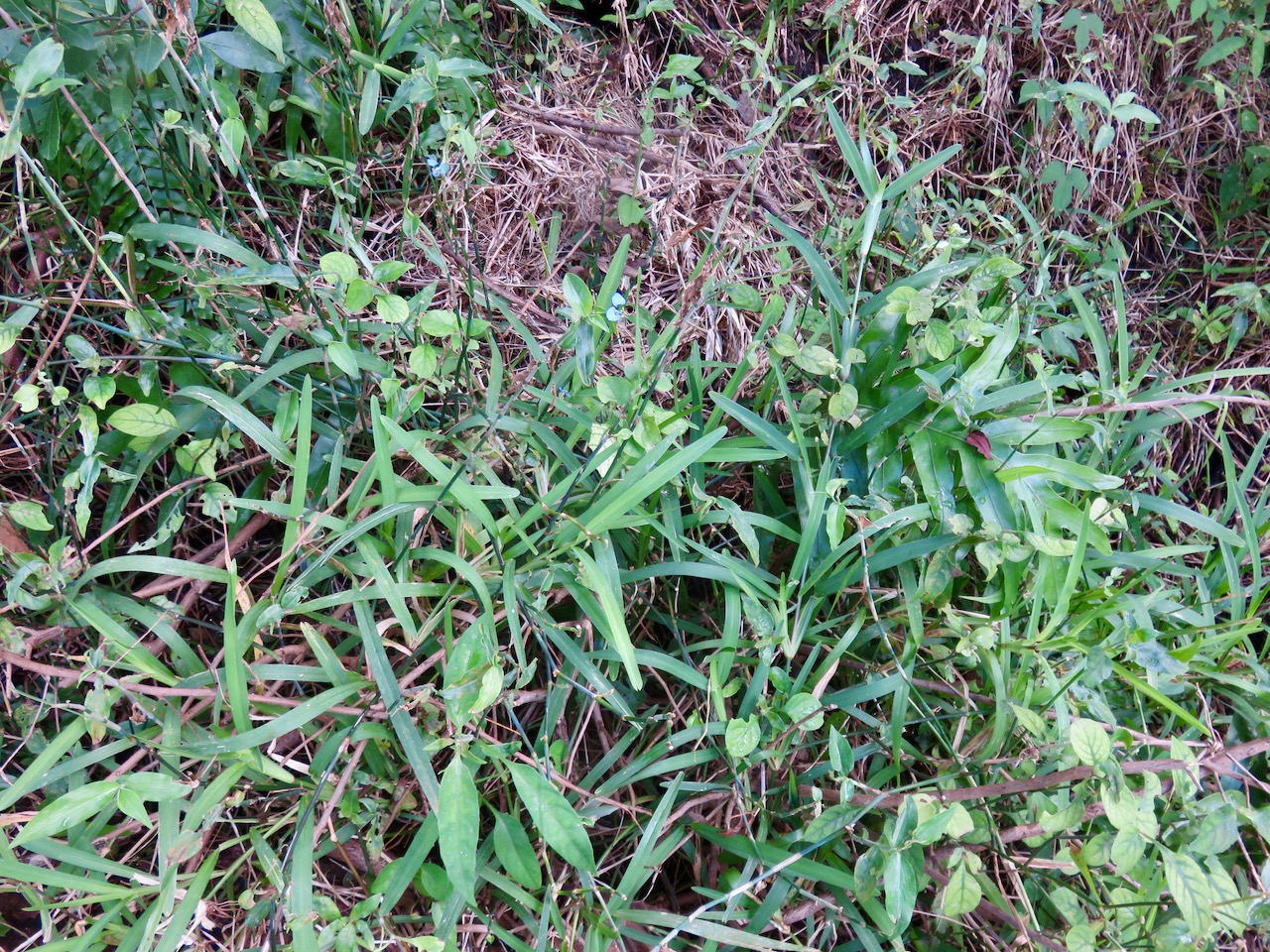 11. Fleurs Commelina diffusa Petite herbe de l'eau Commelinaceae Adventice et envahissante 9793.jpeg